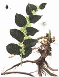 polygonum cuspidatum